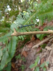 Brachydiplax farinosa