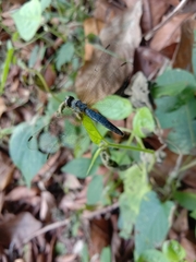 Brachydiplax farinosa