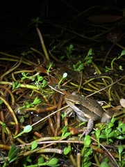 Litoria adelaidensis