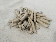 Callyspongia