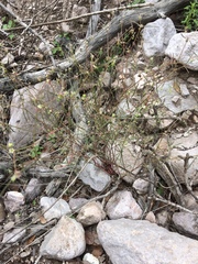 Euphorbia bilobata