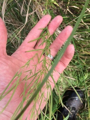 Epilobium leptophyllum