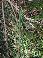 Epilobium leptophyllum