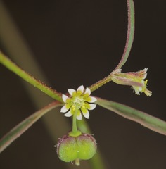 Euphorbia bilobata