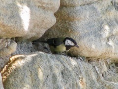 Parus major