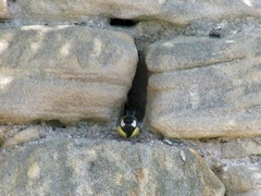 Parus major