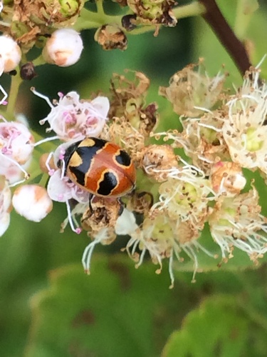 Coccinella hieroglyphica kirbyi photographed in Vermont
