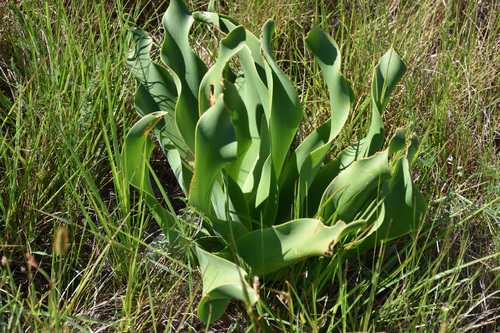 Brunsvigia litoralis
