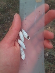 Brephulopsis