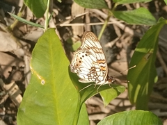 Junonia sophia sophia