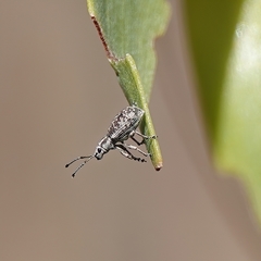 Myllocerina