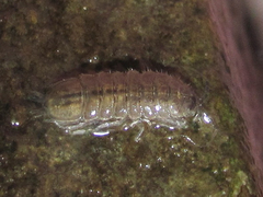 Lirceus