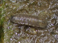Lirceus