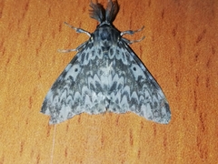 Lymantria monacha