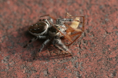 Paraphidippus aurantius