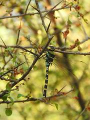 Anax immaculifrons