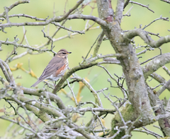 Turdus iliacus