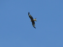 Milvus milvus milvus