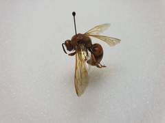 Sphecius convallis