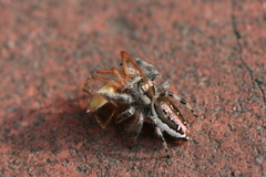 Paraphidippus aurantius