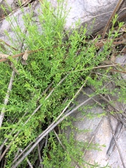 Galium microphyllum