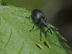 Protapion filirostre