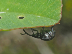 Protapion filirostre