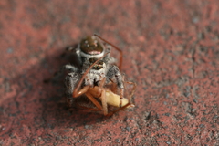 Paraphidippus aurantius