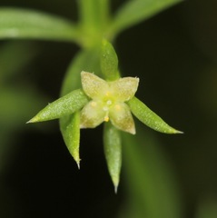 Galium microphyllum