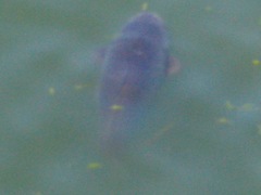 Cyprinus carpio carpio