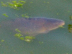 Cyprinus carpio carpio
