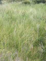 Carex lasiocarpa