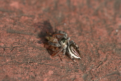 Paraphidippus aurantius