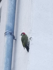 Picus viridis
