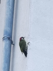 Picus viridis