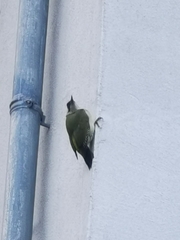 Picus viridis
