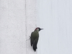 Picus viridis