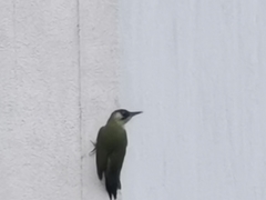 Picus viridis