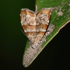 Choreutis periploca