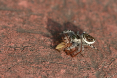 Paraphidippus aurantius