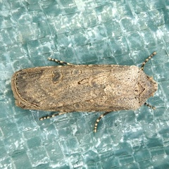 Agrotis segetum