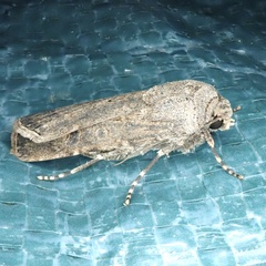 Agrotis segetum