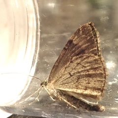 Chloroclysta siterata