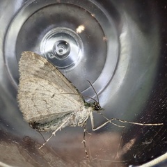 Chloroclysta siterata