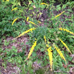 Solidago ulmifolia