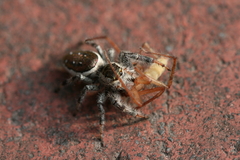 Paraphidippus aurantius