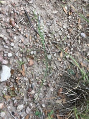 Polygala hemipterocarpa