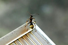 Alydidae