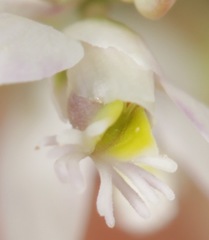 Polygala hemipterocarpa