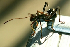 Alydidae